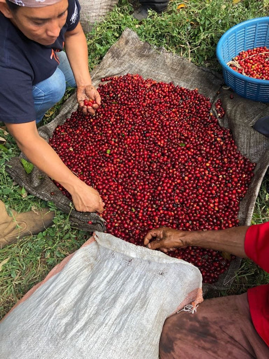 Finca Sta. Elena Bourbon Natural