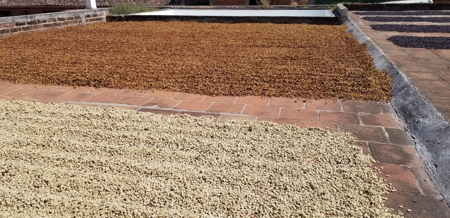 Finca Sta. Elena Bourbon Honey