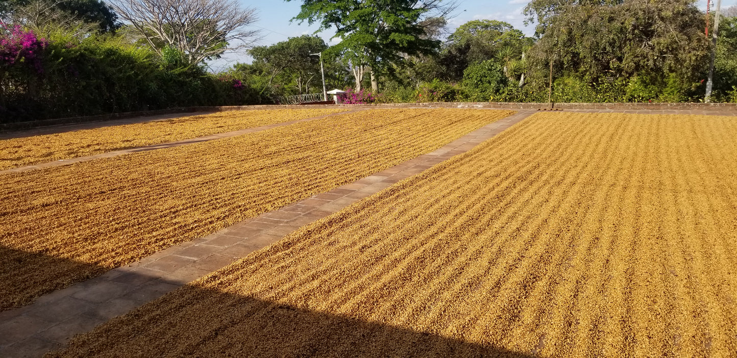 Finca Sta. Elena Bourbon Honey