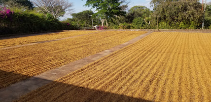 Finca Sta. Elena Bourbon Honey