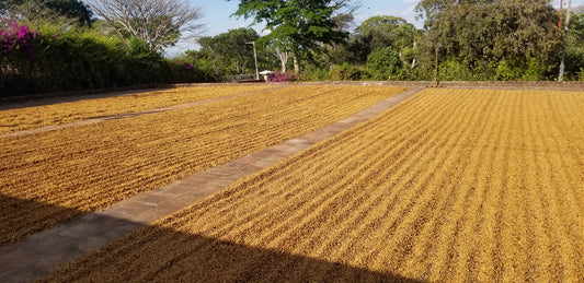 Finca Sta. Elena Bourbon Honey